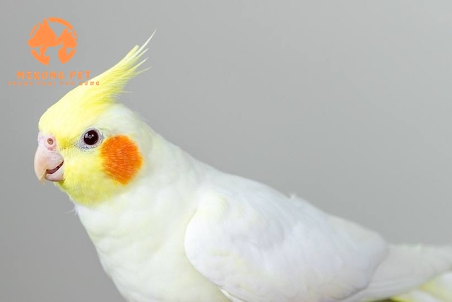 Thông tin Về Vẹt Cockatiel: Loài vẹt Được Yêu Thích Nhất